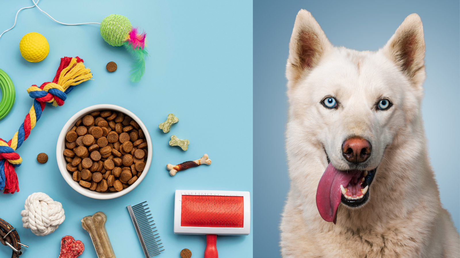 5 Best Dog Supplies For Your Dog