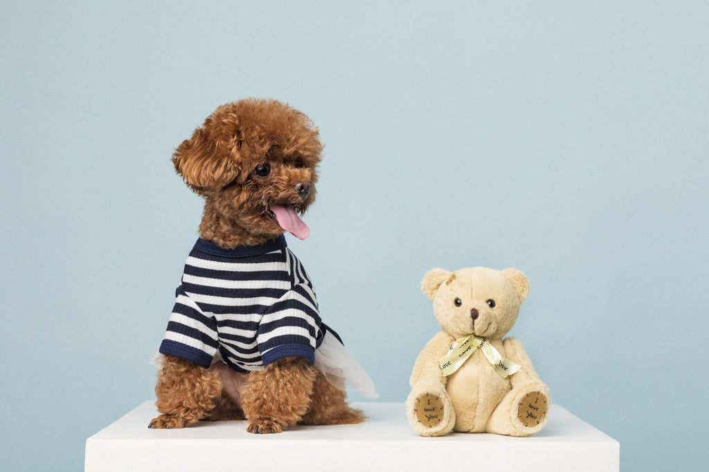 How To Choose The Safest Dog Toys For Your Small Dog