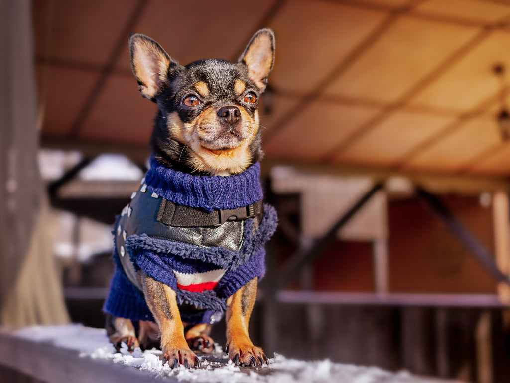 Dog Clothes: Essential Fashion Items For Your Dog