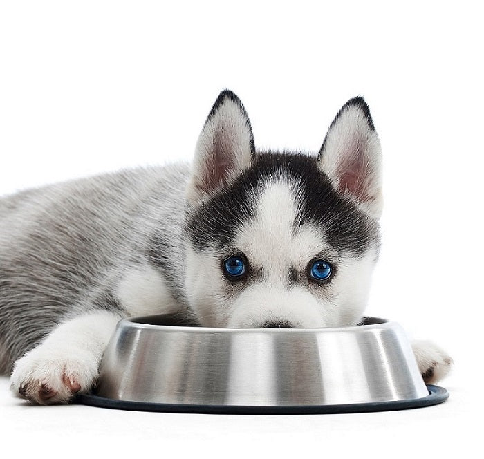 6 Reasons Why You Should Buy Your Pet a Stainless Steel Bowl