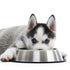 6 Reasons Why You Should Buy Your Pet a Stainless Steel Bowl