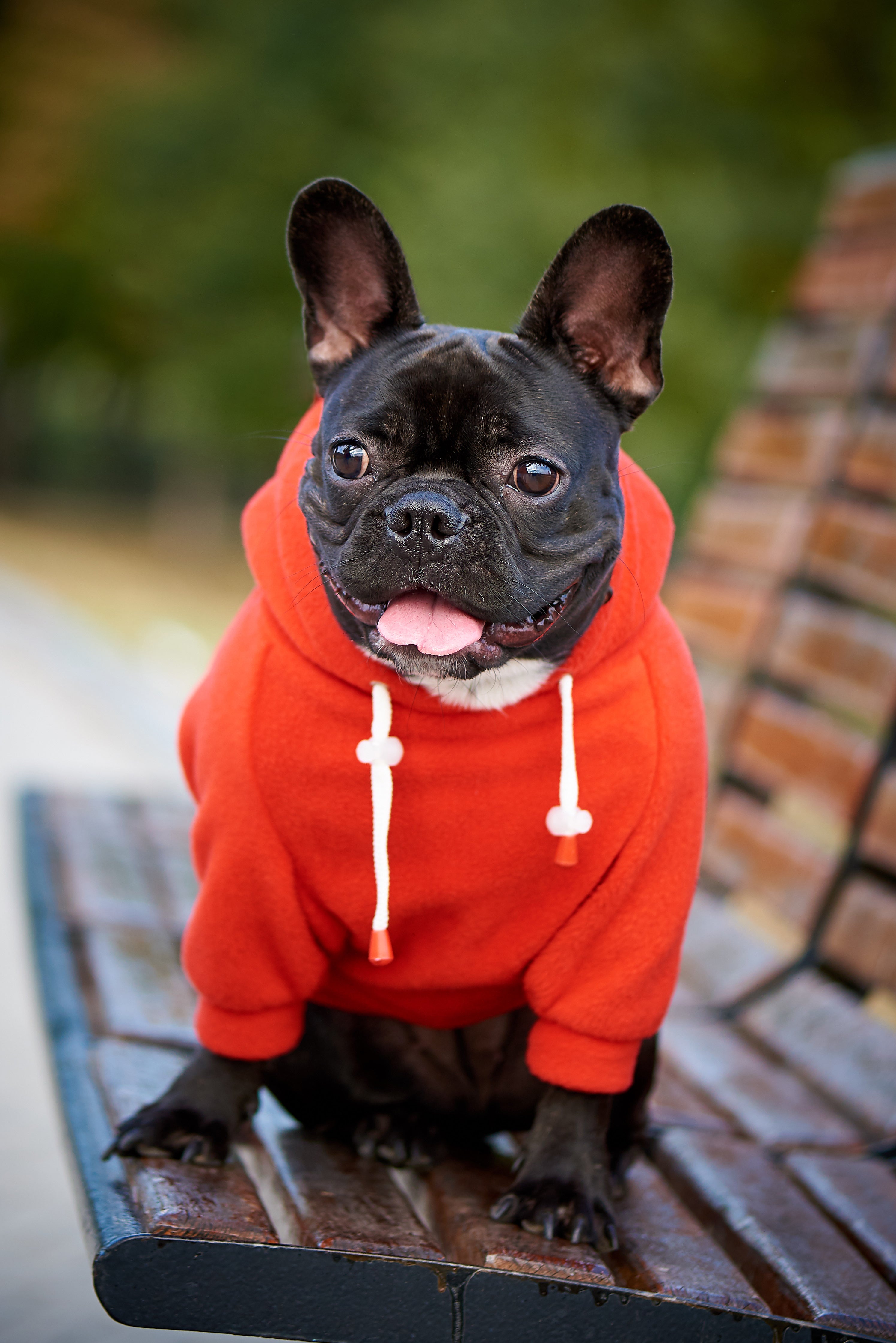 Clothes For Your Dog- Fad, Fun Or Functional??