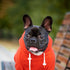 Clothes For Your Dog- Fad, Fun Or Functional??