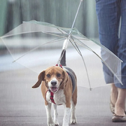 Pet Umbrella & Leash