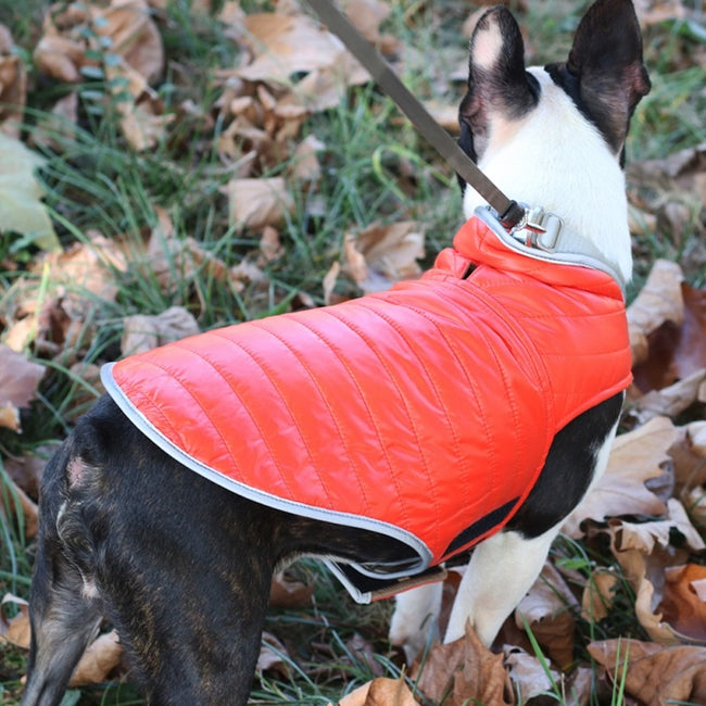 orange dog vest